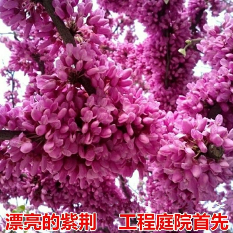 [精选]江苏宿迁紫荆树苗紫荆苗紫荆花苗庭院种植