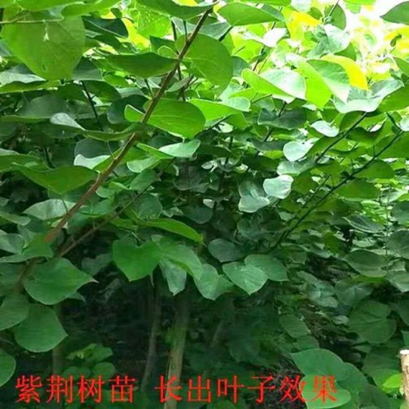 [精选]江苏宿迁紫荆树苗紫荆苗紫荆花苗庭院种植