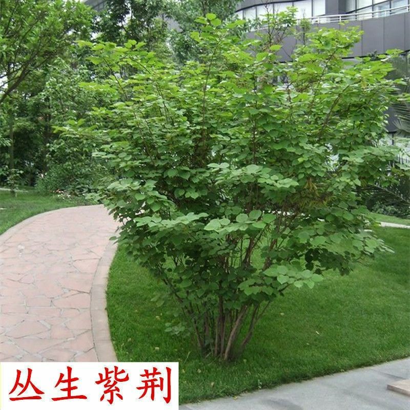 [精选]江苏宿迁紫荆树苗紫荆苗紫荆花苗庭院种植