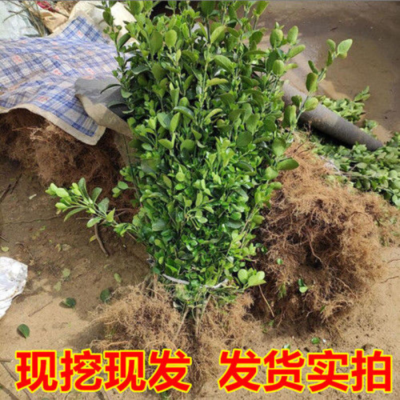 [精选]江苏宿迁大叶黄杨冬青苗冬青球苗四季常青
