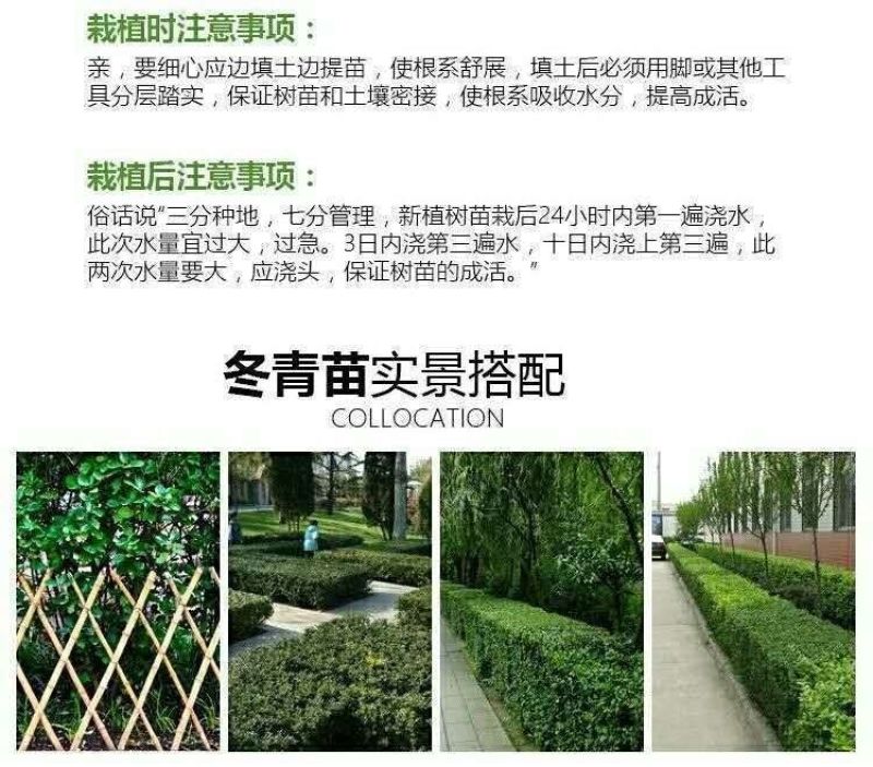 [精选]江苏宿迁大叶黄杨冬青苗冬青球苗四季常青