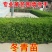 [精选]江苏宿迁大叶黄杨冬青苗冬青球苗四季常青