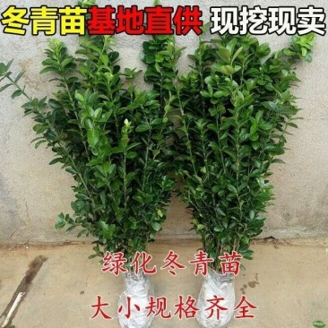 [精选]江苏宿迁大叶黄杨冬青苗冬青球苗四季常青