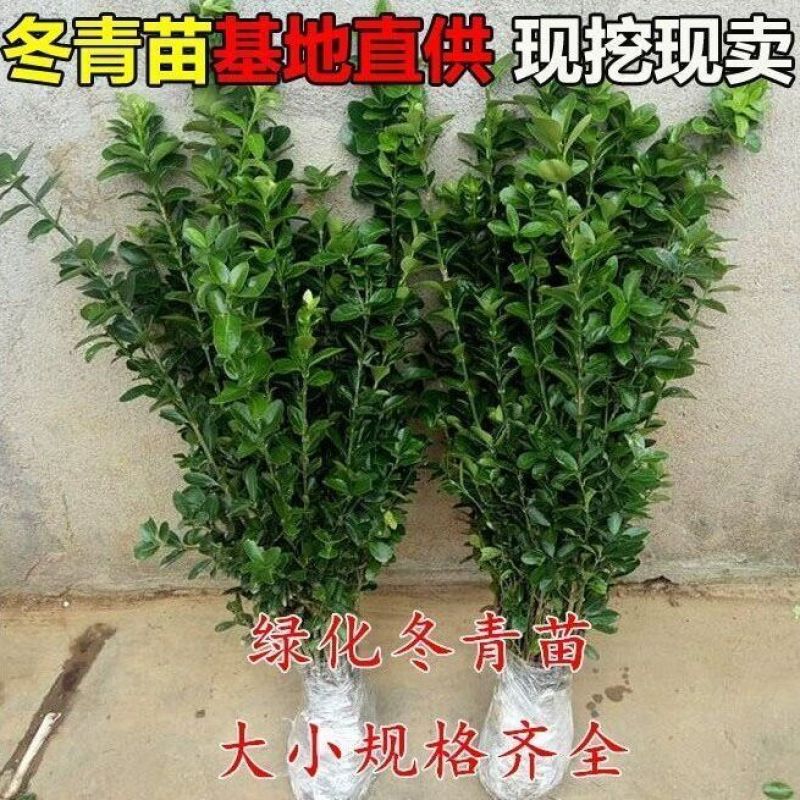 [精选]江苏宿迁大叶黄杨冬青苗冬青球苗四季常青