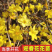 [精选]江苏宿迁迎春花苗迎春苗迎春花苗耐寒迎春苗
