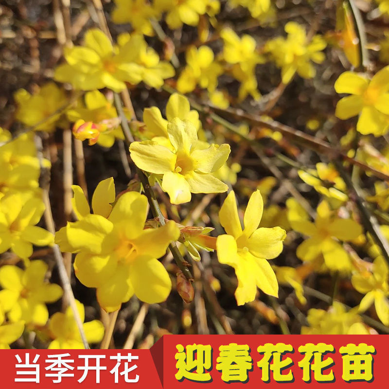 [精选]江苏宿迁迎春花苗迎春苗迎春花苗耐寒迎春苗