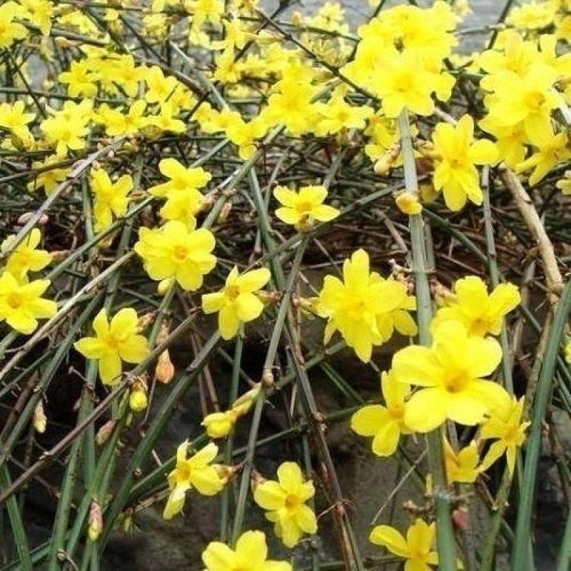 [精选]江苏宿迁迎春花苗迎春苗迎春花苗耐寒迎春苗