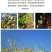 [精选]江苏宿迁迎春花苗迎春苗迎春花苗耐寒迎春苗