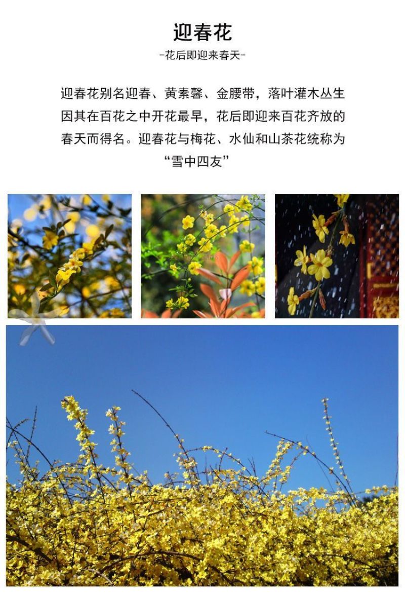 [精选]江苏宿迁迎春花苗迎春苗迎春花苗耐寒迎春苗
