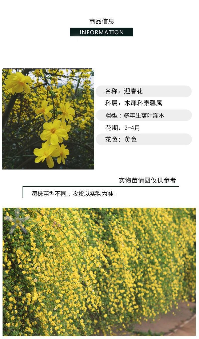 [精选]江苏宿迁迎春花苗迎春苗迎春花苗耐寒迎春苗