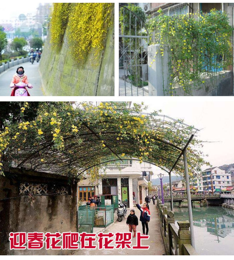 [精选]江苏宿迁迎春花苗迎春苗迎春花苗耐寒迎春苗