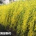 [精选]江苏宿迁迎春花苗迎春苗迎春花苗耐寒迎春苗