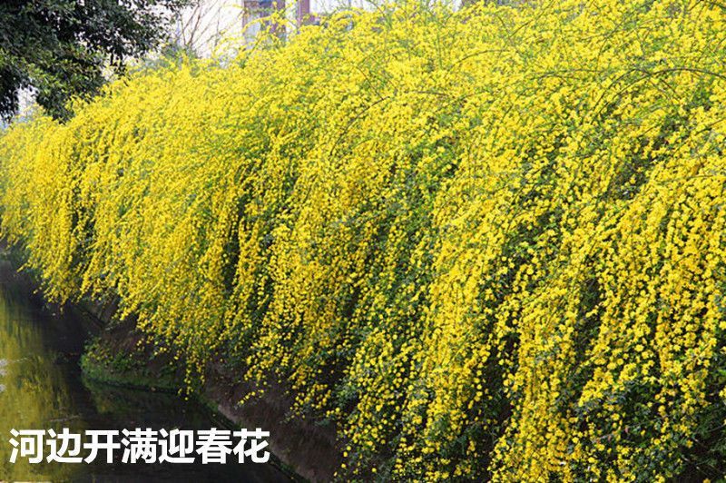 [精选]江苏宿迁迎春花苗迎春苗迎春花苗耐寒迎春苗