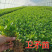 [精选]江苏宿迁卫矛苗卫矛树苗胶东卫矛四季常青