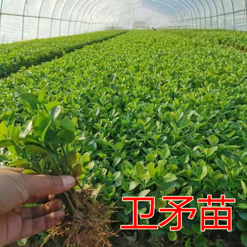 [精选]江苏宿迁卫矛苗卫矛树苗胶东卫矛四季常青