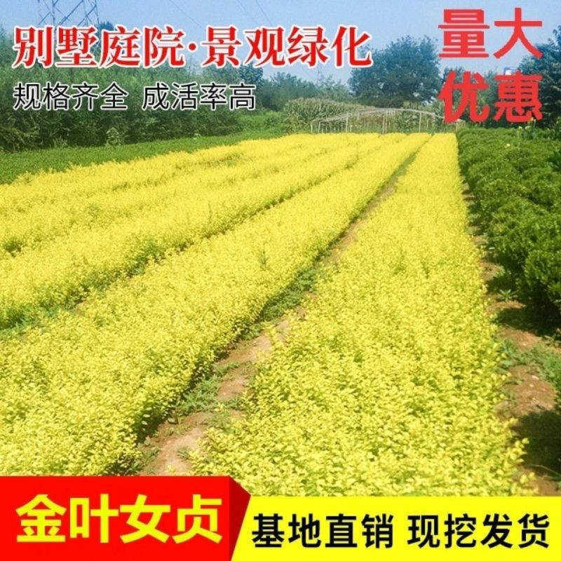 [精选]江苏宿迁金叶女贞女贞苗金叶女贞床苗工程苗