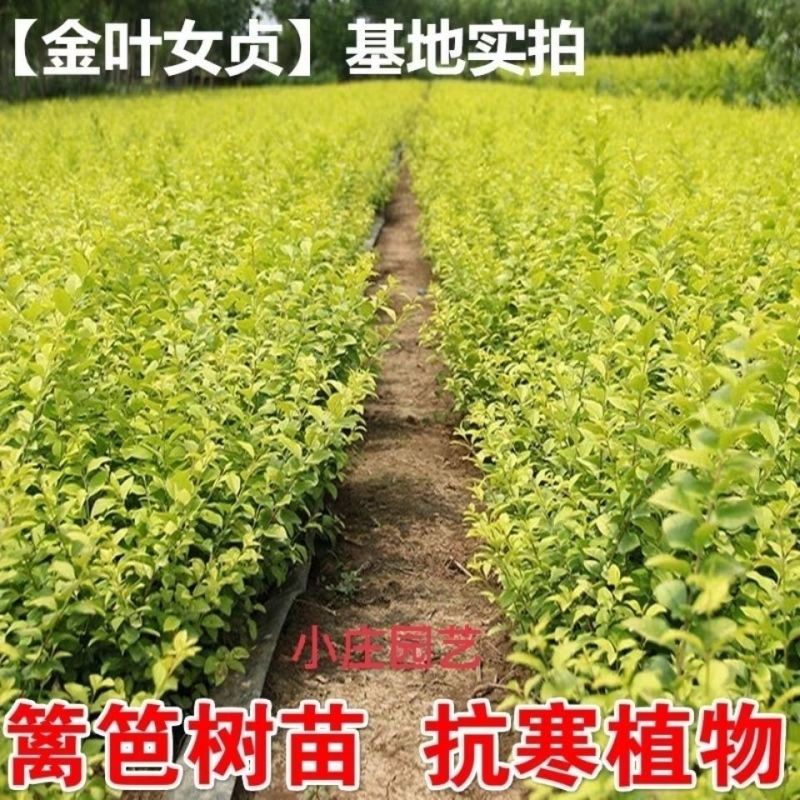 [精选]江苏宿迁金叶女贞女贞苗金叶女贞床苗工程苗