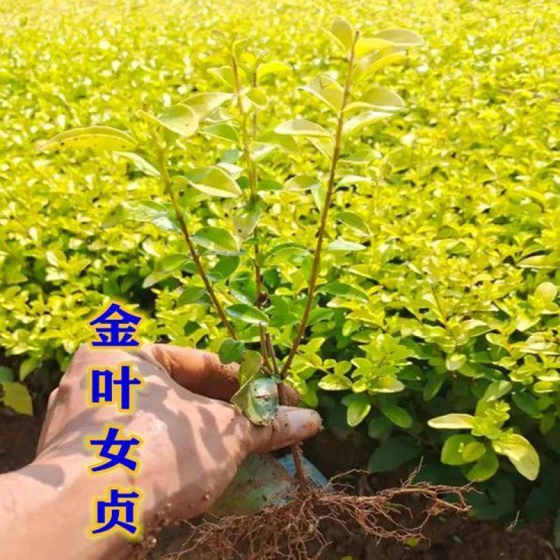 [精选]江苏宿迁金叶女贞女贞苗金叶女贞床苗工程苗