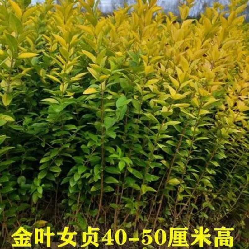 [精选]江苏宿迁金叶女贞女贞苗金叶女贞床苗工程苗