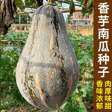 香芋南瓜种子香味浓大果高产口感粉糯基地种子批发