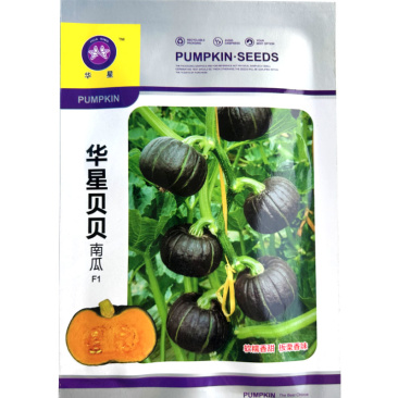 华星甜糯黑贝贝南瓜种子香甜甜糯粉抗病性强板栗香味