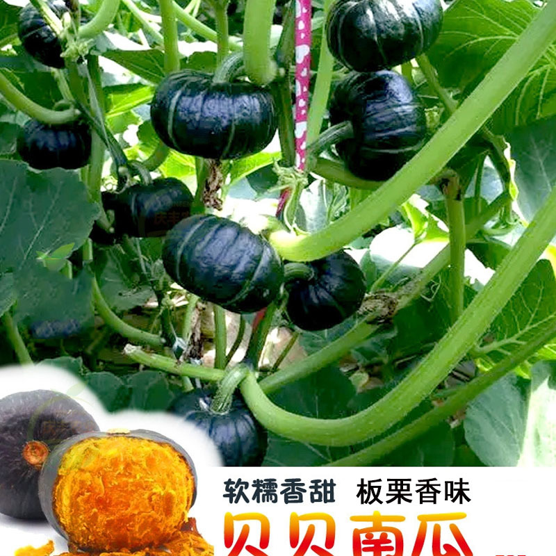 华星甜糯黑贝贝南瓜种子香甜甜糯粉抗病性强板栗香味