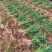 【实力】通许大蒜紫皮蒜生蒜个头大质量好产地直发新鲜发货