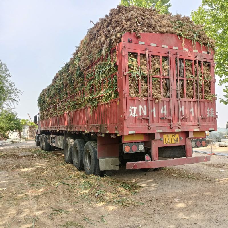 【实力】通许大蒜紫皮蒜生蒜个头大质量好产地直发新鲜发货