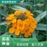 七里黄种子观赏价值庭院公园成片种植花镜花坛花盆花卉种子