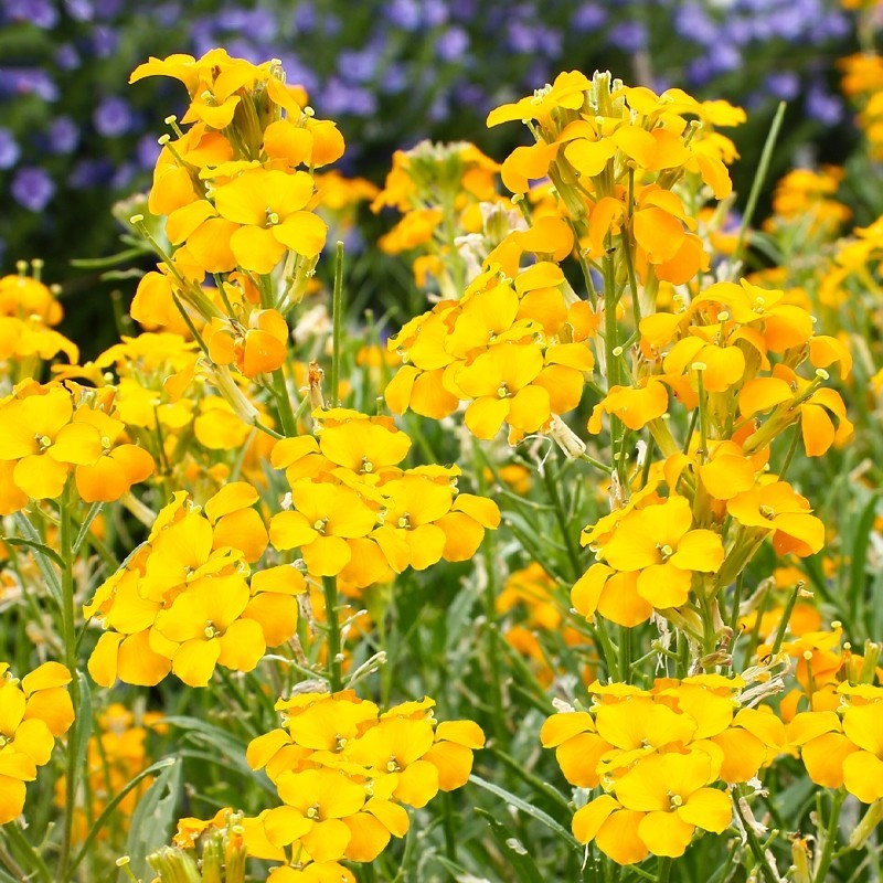 七里黄种子观赏价值庭院公园成片种植花镜花坛花盆花卉种子