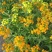 七里黄种子观赏价值庭院公园成片种植花镜花坛花盆花卉种子