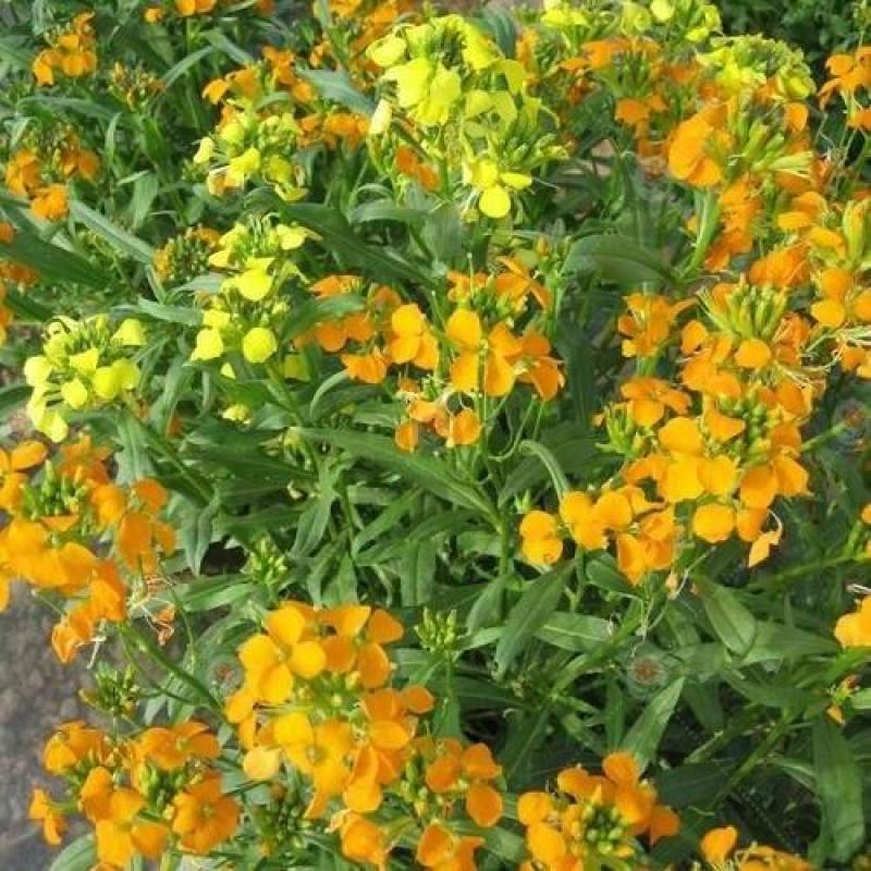 七里黄种子观赏价值庭院公园成片种植花镜花坛花盆花卉种子