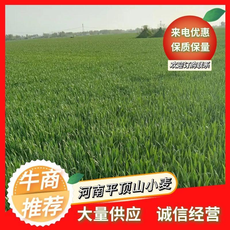 河南小麦，产地货源，品质保证，货源充足稳定，欢迎来电订购。