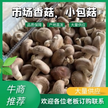 平泉，承德，市场香菇，小包菇.一手货源，欢迎来电咨询