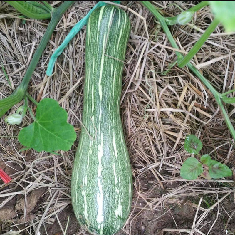 极早熟七叶早南瓜种子长丰一号南瓜倭瓜花条纹面甜大田蔬菜种