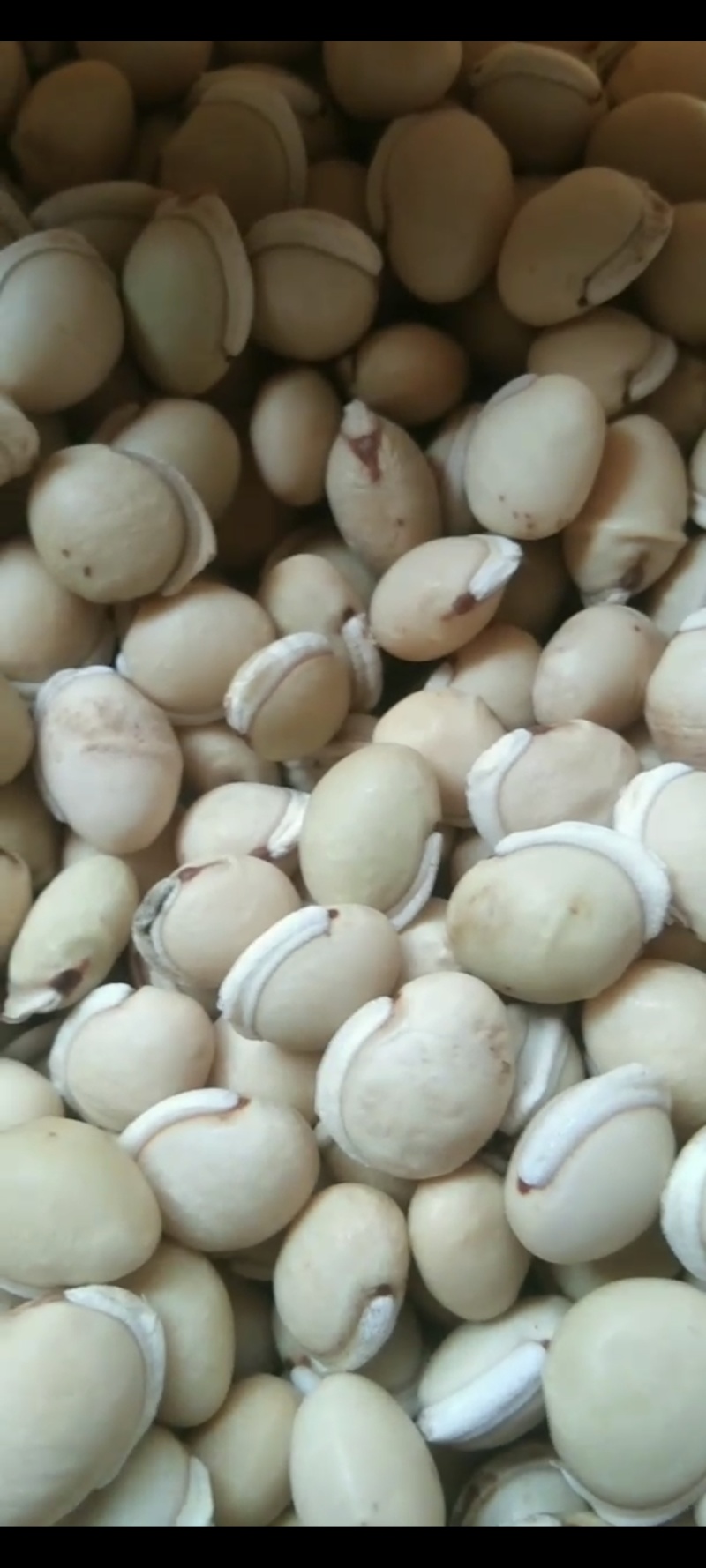 白扁豆