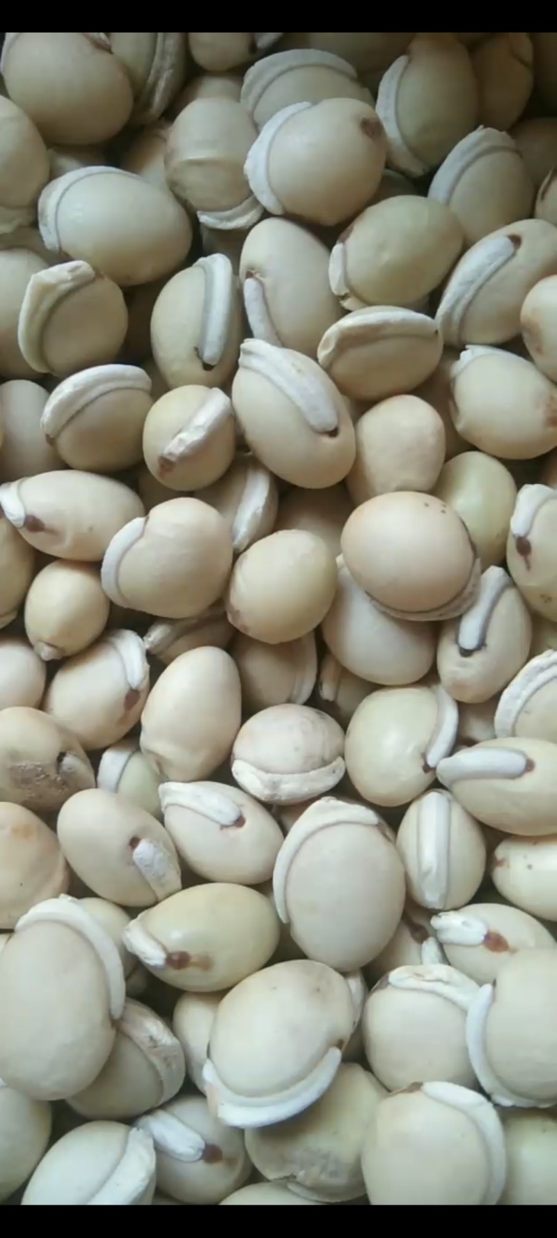 白扁豆