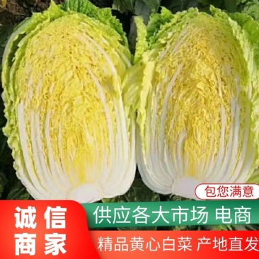 【白菜】黄心白菜4~6斤毛菜产地直发供应各大市场电商