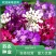 蜂室花种子屈曲花景观园林园艺鲜花种子四季播种庭院绿化观花