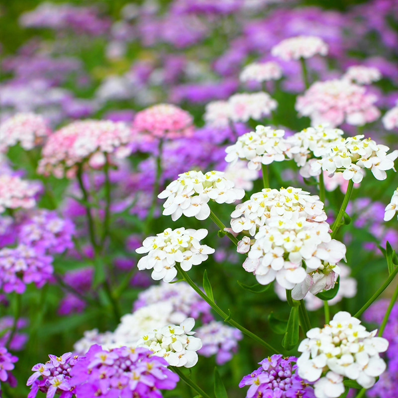 蜂室花种子屈曲花景观园林园艺鲜花种子四季播种庭院绿化观花