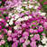 蜂室花种子屈曲花景观园林园艺鲜花种子四季播种庭院绿化观花