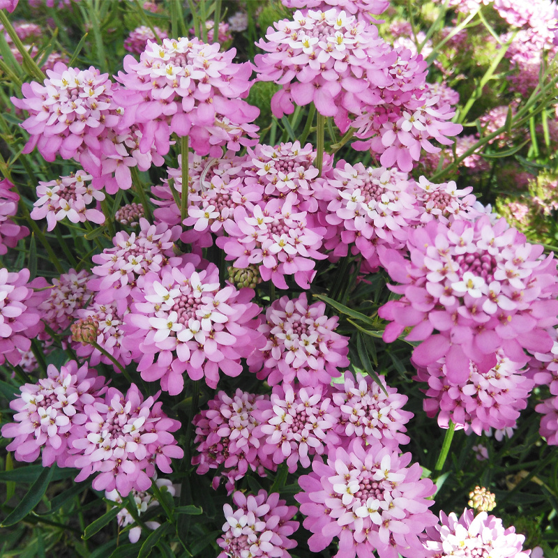 蜂室花种子屈曲花景观园林园艺鲜花种子四季播种庭院绿化观花