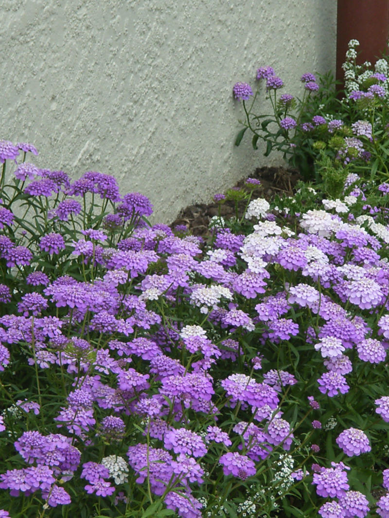蜂室花种子屈曲花景观园林园艺鲜花种子四季播种庭院绿化观花