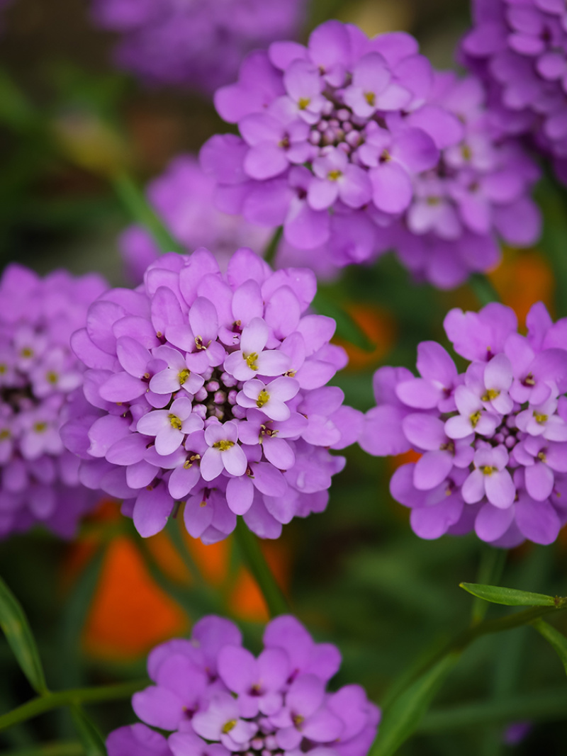 蜂室花种子屈曲花景观园林园艺鲜花种子四季播种庭院绿化观花