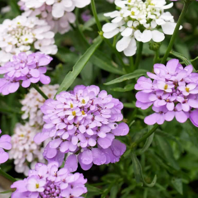 蜂室花种子屈曲花景观园林园艺鲜花种子四季播种庭院绿化观花