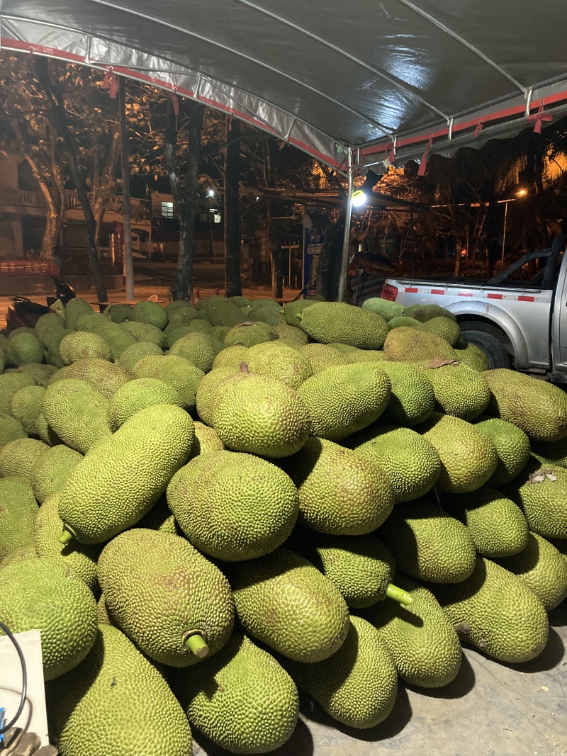 海南菠萝蜜现场剥肉，货源充足，量大从优，全国发货