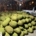 海南菠萝蜜八号果大量上市,货源充足,保质保量,对接全国
