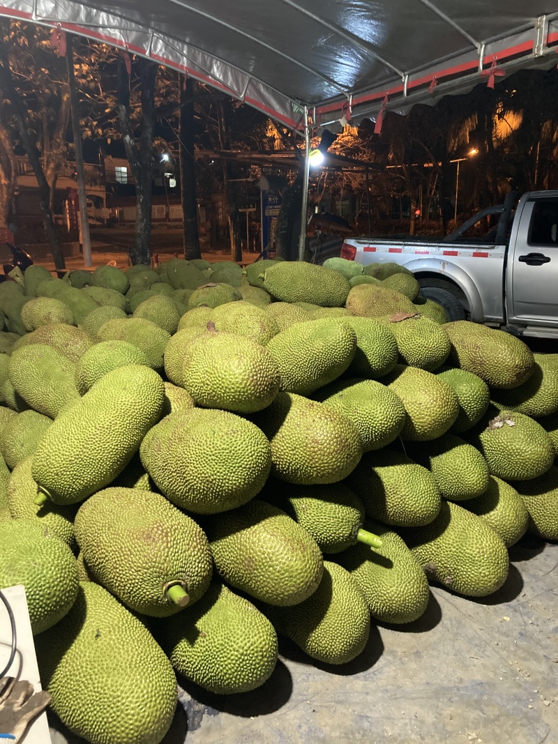海南菠萝蜜八号果大量上市，货源充足，保质保量，对接全国