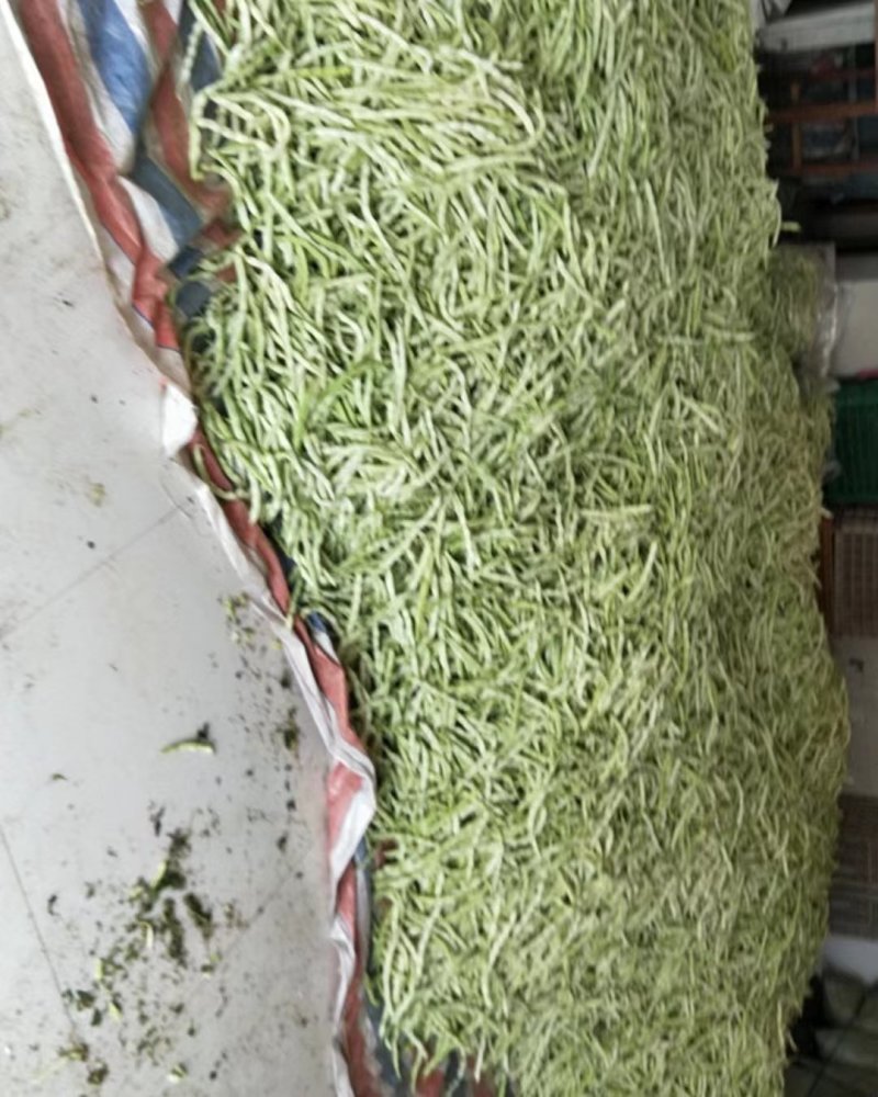 山东芸豆白芸豆九粒白芸豆大量供应优质白芸豆