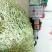 山东芸豆白芸豆九粒白芸豆大量供应优质白芸豆